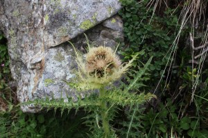 cirsium spinosissimum (4) (1200 x 800).jpg